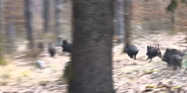 vgt.austria/instagram