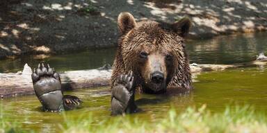 B&auml;renwald Arbesbach erwacht erst Ende Mai aus dem Winterschlaf
