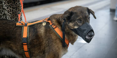 Unfassbares Tierleid in Wien: Ombudsstelle deckt ersch&uuml;tternde F&auml;lle auf