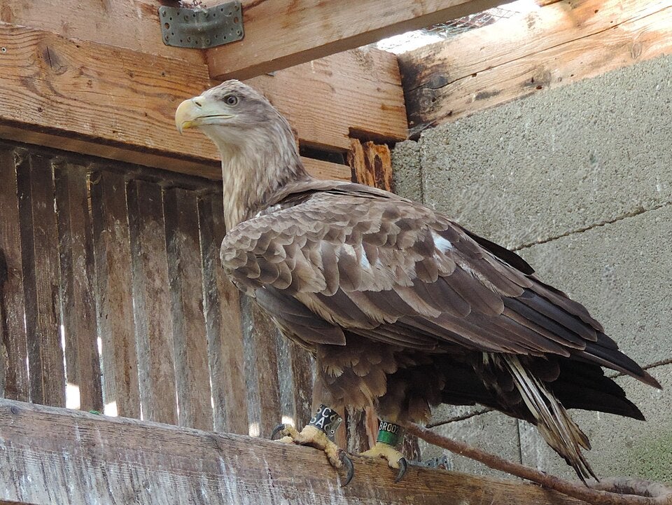 Der Vogel wurde in der Eulen- und Greifvogelstation Haringsee aufgepäppelt. 