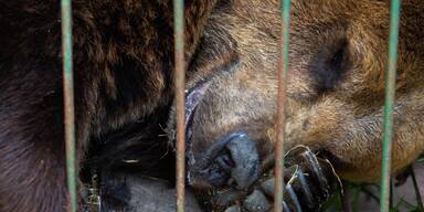 Nothilfe-Einsatz in Argentinien: Rettung für über 60 Zootiere