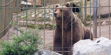 Tiersch&uuml;tzer nach Zutrittsverbot bei B&auml;r Tim in gro&szlig;er Sorge