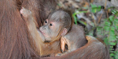 Unerwarteter Nachwuchs f&uuml;r Orang-Utan "Signe"