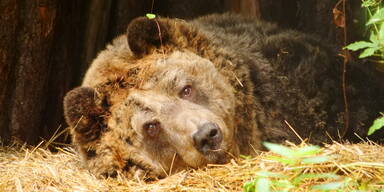 Schweren Herzens: Abschied von B&auml;r Mark