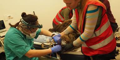 Aua! B&auml;rin Mici wurde ein Zahn gezogen