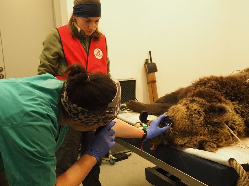 Aua! Bärin Mici wurde ein Zahn gezogen