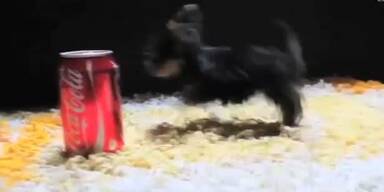 Kleinster Hund der Welt misst nur 7 cm