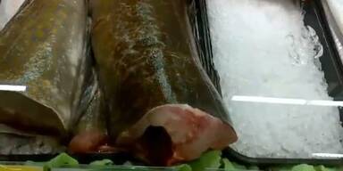 Wunder? Bereits toter Fisch erwacht zu Leben