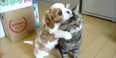 Katze vs. Hund: Was sich liebt, neckt sich