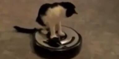 So witzig! Die lustigsten Katzen der Welt