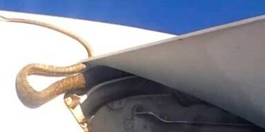 Riesenpython flog auf Tragfläche mit