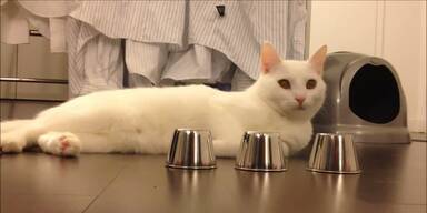 Begabte Katze spielt Hütchenspiel