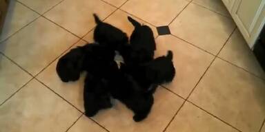 Süße Welpen tanzen beim Trinken im Kreis