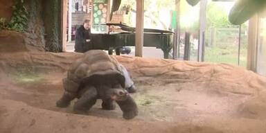Pianist soll Schildkröten in Sexstimmung bringen