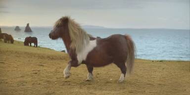 Youtube-Hit: Pony tanzt den 'Moonwalk'