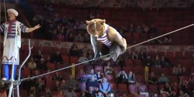 Akrobatischer B&auml;r tanzt auf d&uuml;nnem Drahtseil