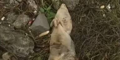 900 Schweine-Kadaver in chinesischem Fluss
