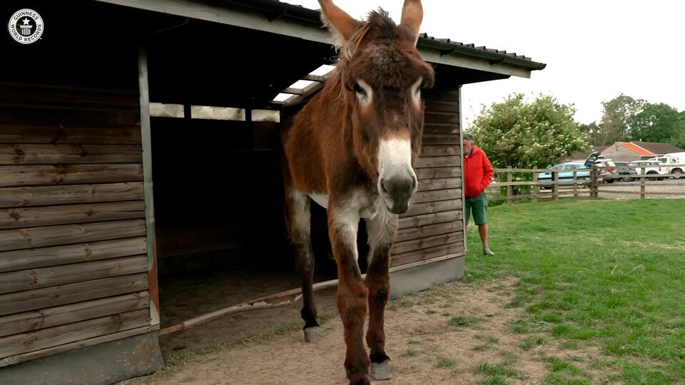 Riesen-Esel Derrick: Der größte Esel der Welt lebt in Lincolnshire (Großbritannien). 