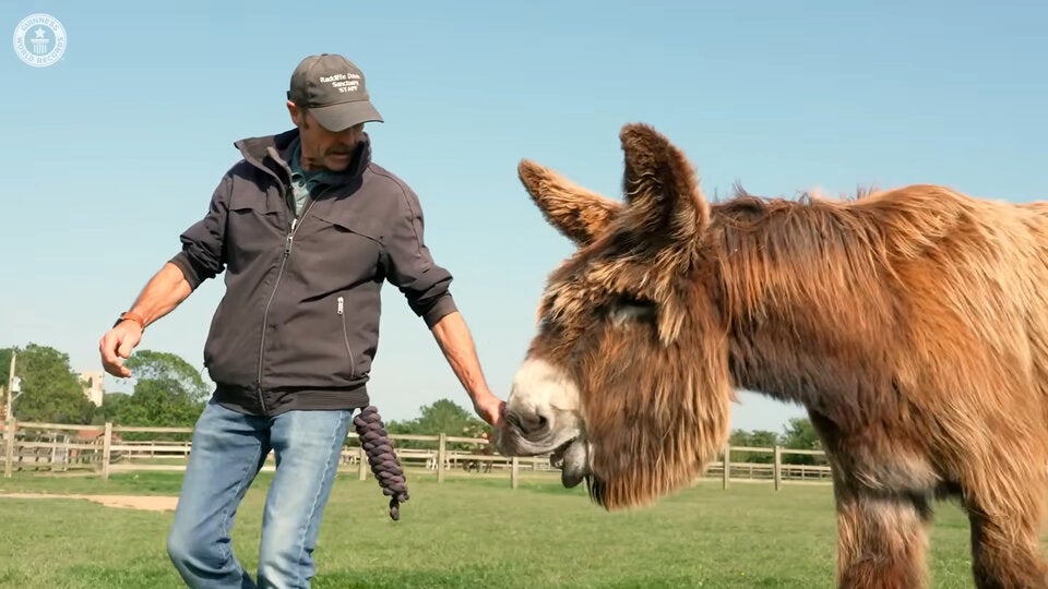 Langohren-Bambou: Seine Ohren sind länger als ein Lineal – ein neuer Weltrekord. 
