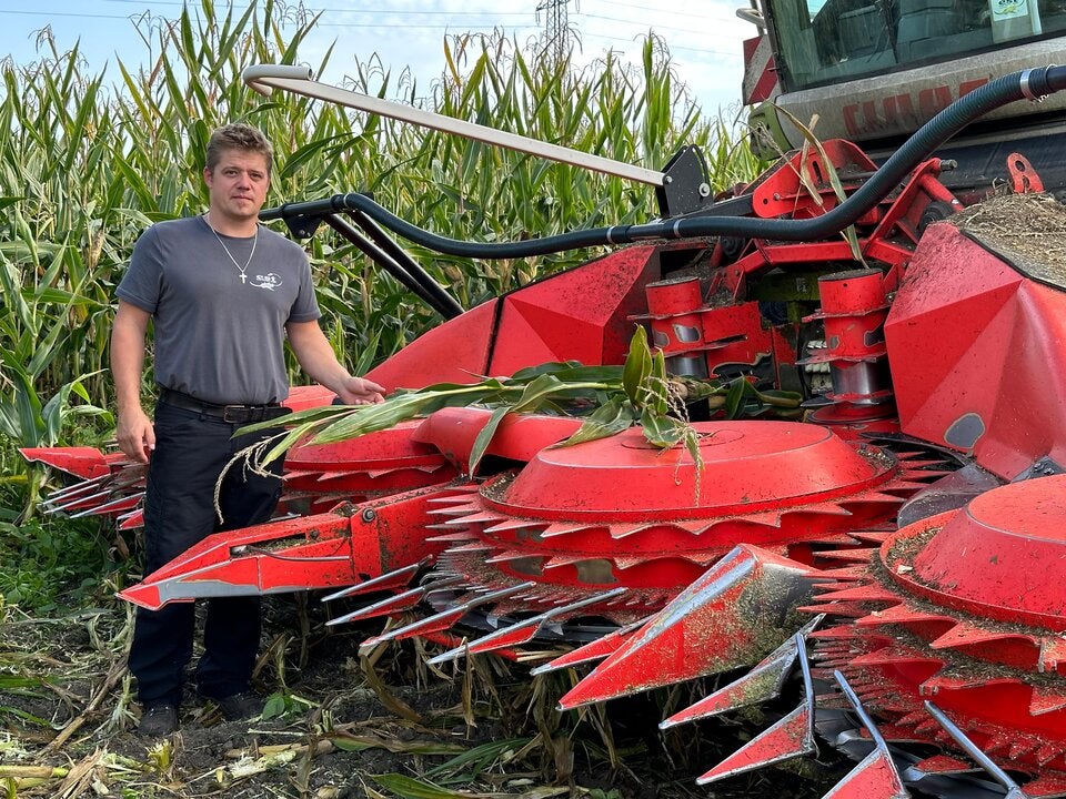 Wieder Sabotageakt auf Maisfeld: 15.000 Euro Kopfgeld für Hinweise