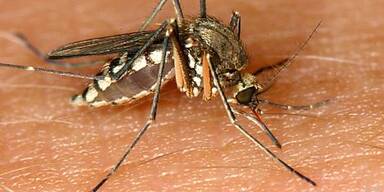 Ver&auml;nderung der Lebensr&auml;ume von Insekten