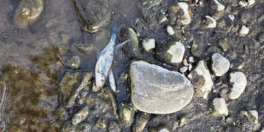Fischsterben im Lavanttal
