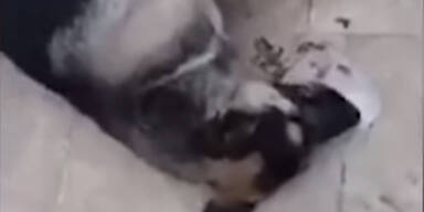 Vergiftete Streuner Libanon