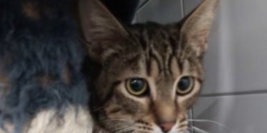 Verwahrloste Katzen.png