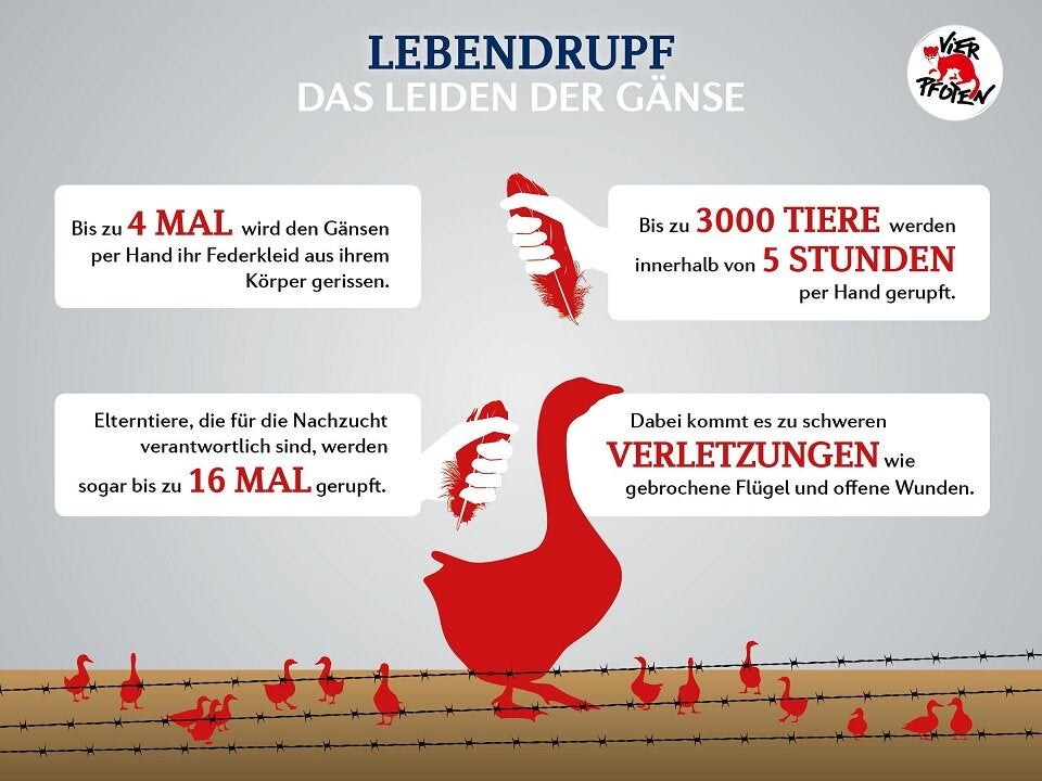 Unsere Tiere - Tierschutz-CH - Martinigansl, Vier Pfoten-Grafik Lebenrupf - Sendung 08112020