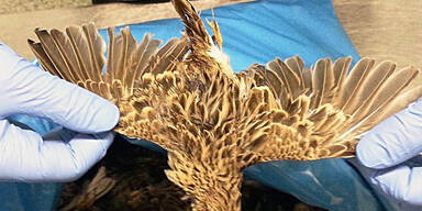 Italiener reiste mit 200 toten V&ouml;geln