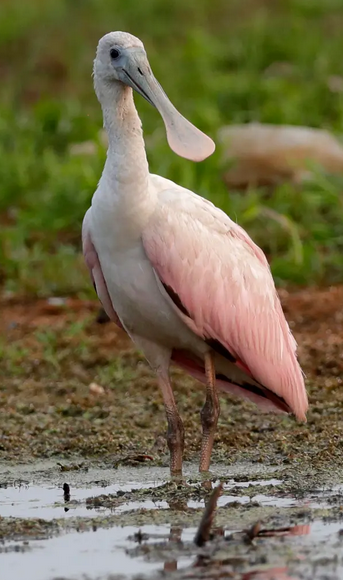 Sarah Kloepping/The Post-Crescent