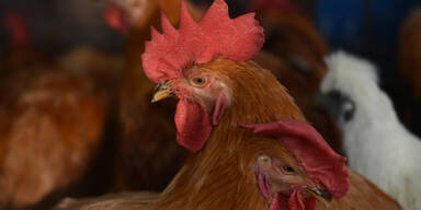 Vogelgrippe bei privater Gefl&uuml;gelhaltung in Ober&ouml;sterreich best&auml;tigt