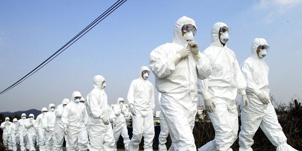 Vogelgrippe-Alarm: 15.000 Tiere getötet