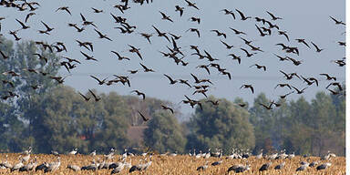 Vogelschw&auml;rme_APA
