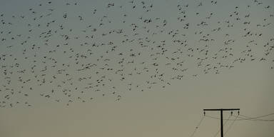 Vogelschwarm Stare