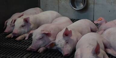 Vollspaltenboden-Verbot fix - aber erst ab 2040