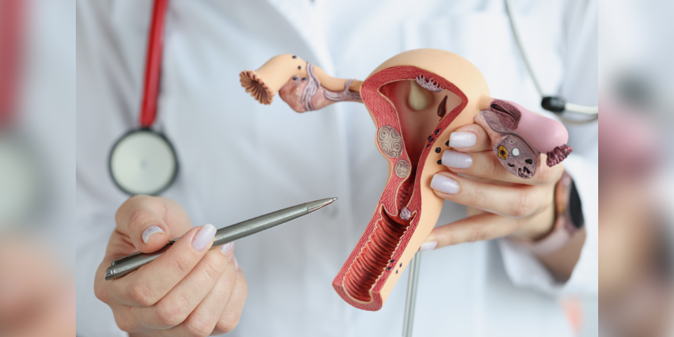 Mehr Vergnügen mit größer Klitoris?