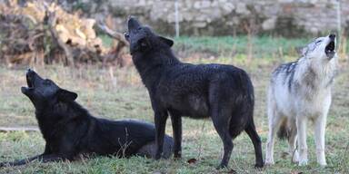 W&ouml;lfe - Unsere Tiere - Tierschutz-CH - Wildpark Ernstbrunn - Storybild - Sendung 28042019