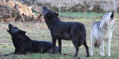 W&ouml;lfe - Unsere Tiere - Tierschutz-CH - Wildpark Ernstbrunn - Konsole - Sendung 28042019