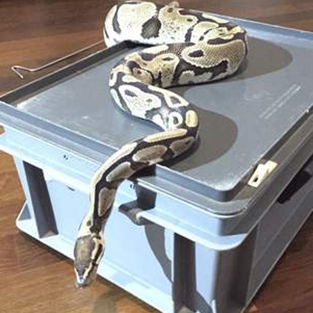 Würgeschlange Dietikon