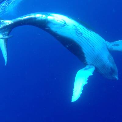 Nadine im Mund eines Pottwals