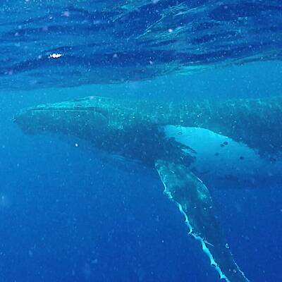 Nadine im Mund eines Pottwals