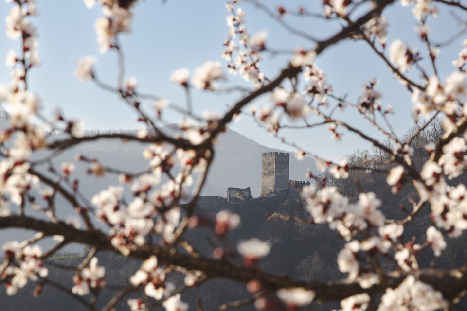 Wachau: Die Marillenblüte 2026 ist das ultimative Frühlings-Highlight!