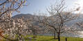 Wachau: Die Marillenblüte 2026 ist das ultimative Frühlings-Highlight!