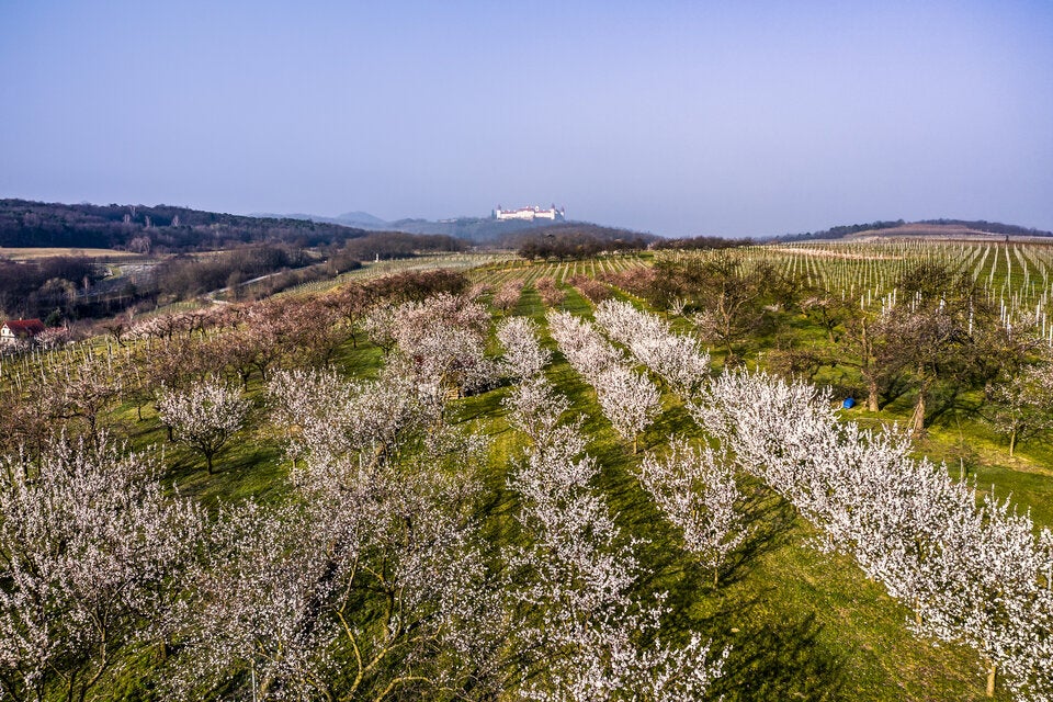 Wachau: Die Marillenblüte 2026 ist das ultimative Frühlings-Highlight!