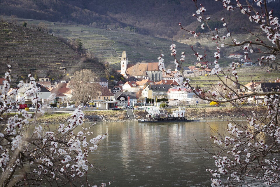 Wachau: Die Marillenblüte 2026 ist das ultimative Frühlings-Highlight!