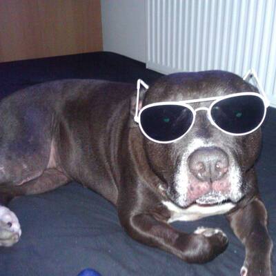 Hundewahl - Lennox, 14 Moante