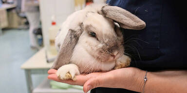 Kaninchen Walilusa ausgesetzt auf Donauinsel