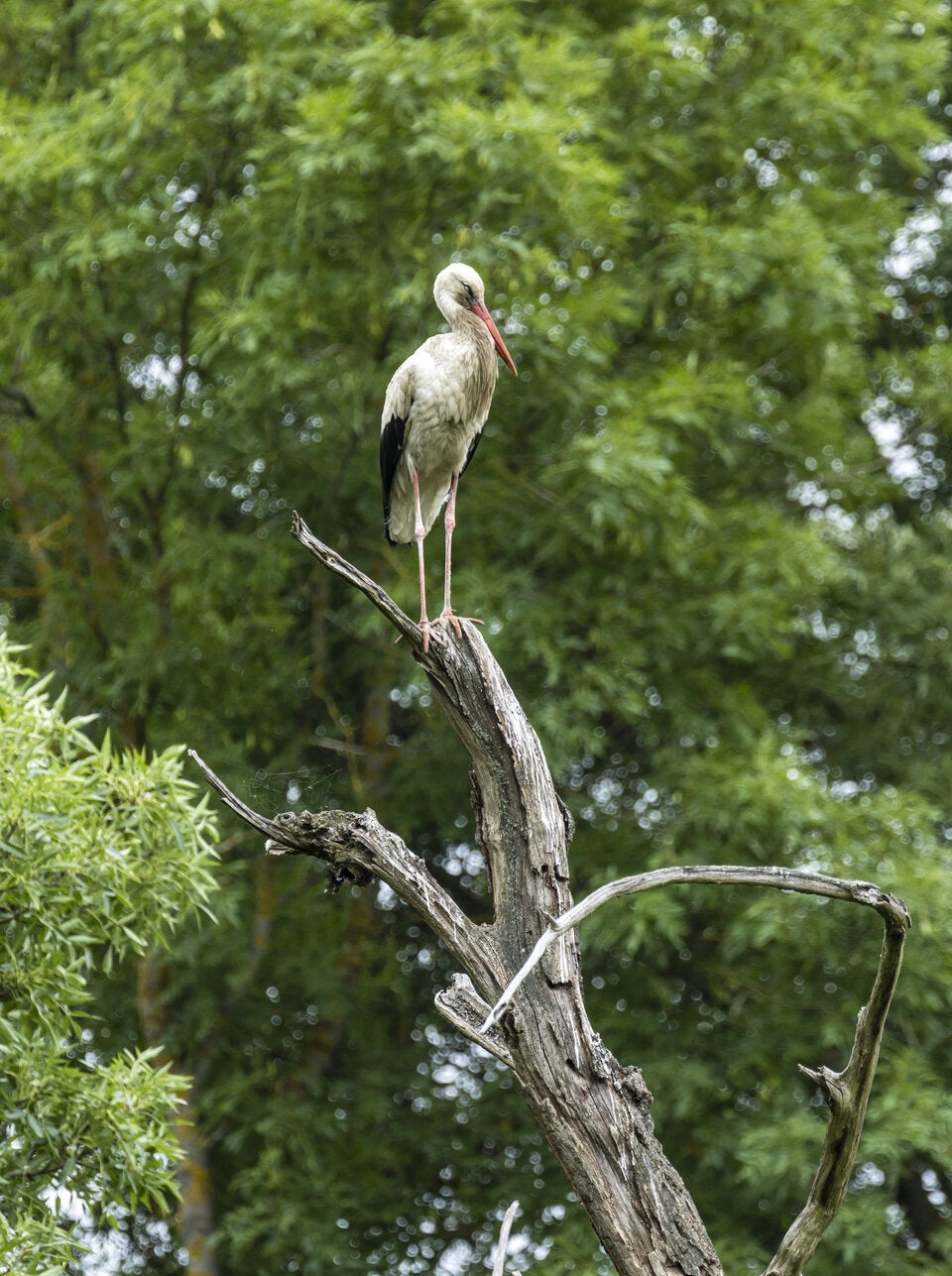 Das WWF-Auenreservat bietet ausgezeichnete Lebensbedingungen.