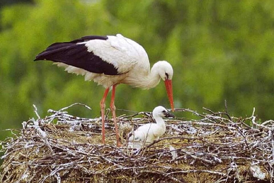 Storchen-Sommer endet im Osten mit vielen Jungtieren